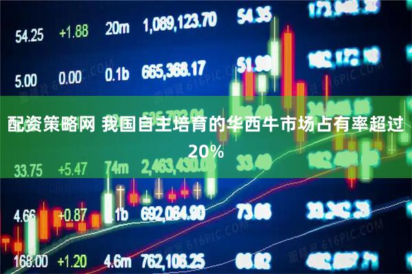 配资策略网 我国自主培育的华西牛市场占有率超过20%